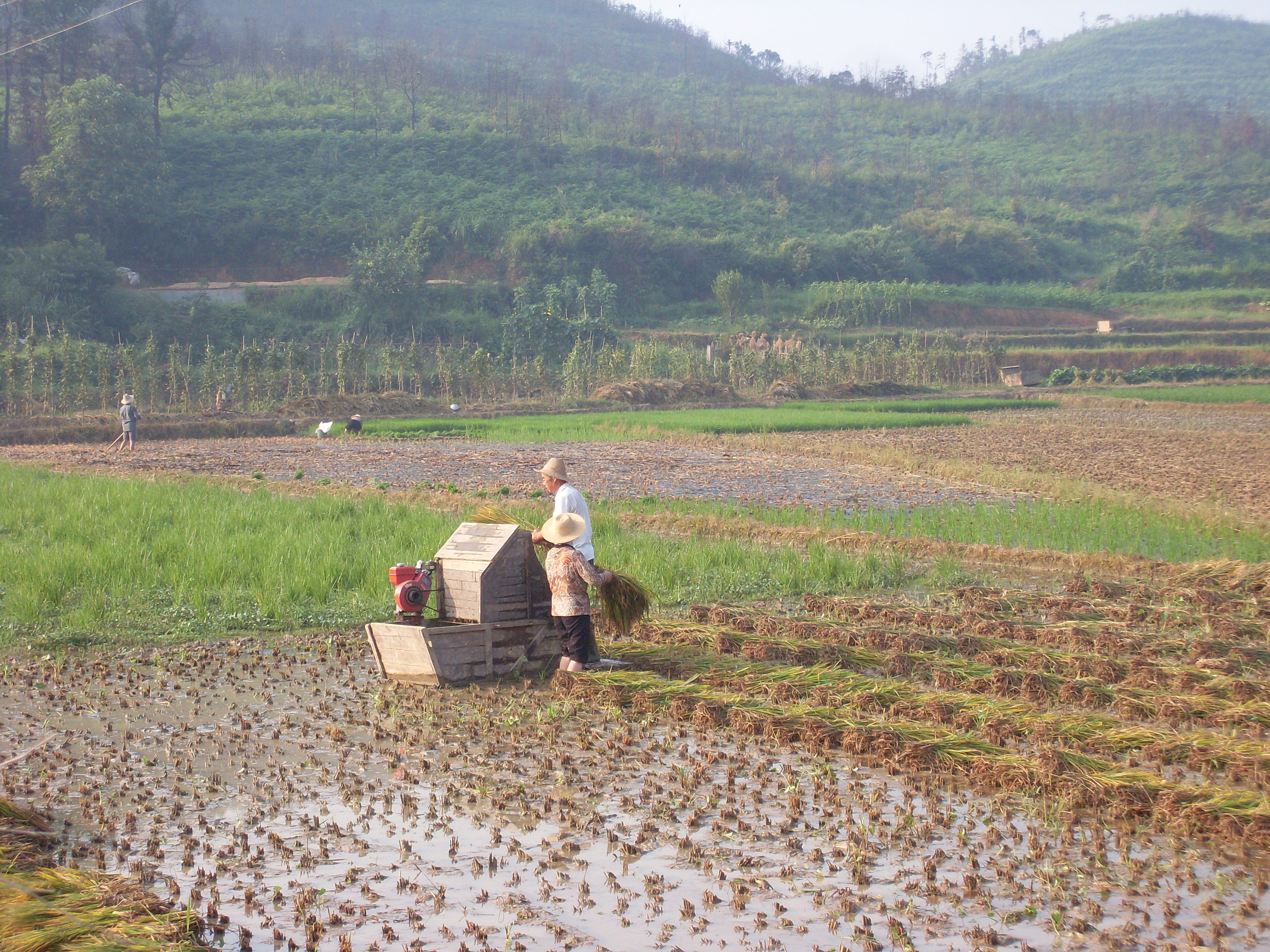 粮食生产资料图：湖南湘潭县稻田夏收场景，摄于2009年7月；非2026年9月29日新闻现场。